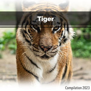 Tiger Compilation 2023