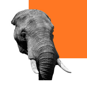 3BHK - Big Elephant (Explicit)