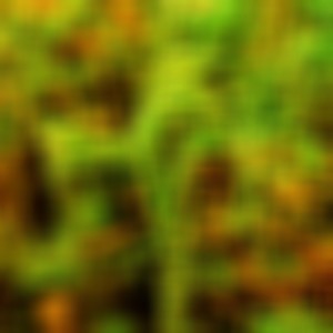 LA CASA TRAP 88 (Explicit)