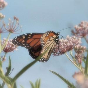 butterfly