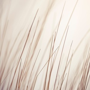 White Forest (Nikosf. Remix)