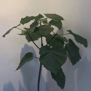 i'm sleepy but i still want u