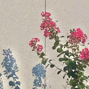 Sarusuberi Everywhere