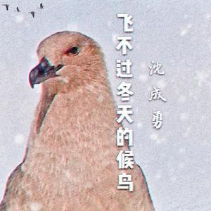 飞不过冬天的候鸟-沈成勇