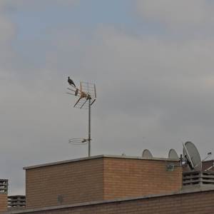 Lobby Boy Freestyle (Explicit)