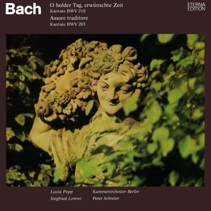 Bach: O holder Tag, erwünschte Zeit, BWV 210 / Amore traditore, BWV 203