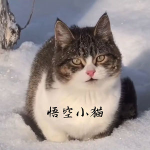 爱与别离都是小猫想要教给你的事