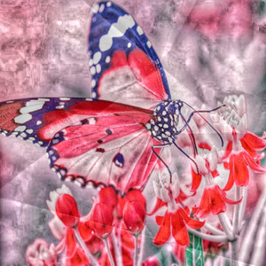 BUTTERFLY (Explicit)