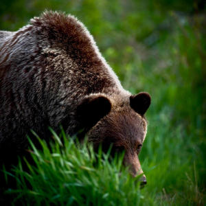 Invincible! (Explicit)