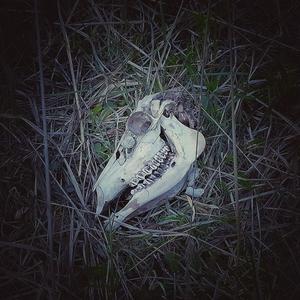 4 Inch ARP (feat. 50Shotttzzz) [Explicit]