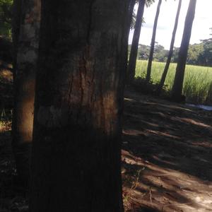 Rain(feat. Saidur Rahman)