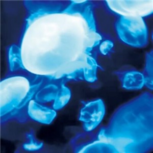 水底で歌う夜色の世界ほのか鳴