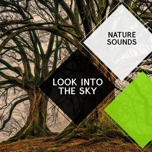 Look into the Sky - Nature Sounds
