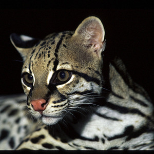 Ocelot