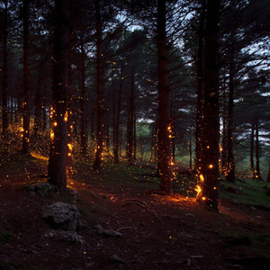 Burning Forest