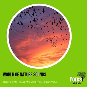 Admirable Dove Wings