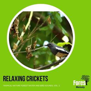 Thunder and Rain Music for Focus