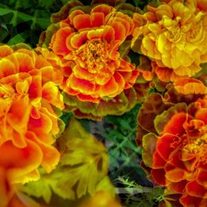 Marigold