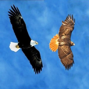 Eagles N Hawks (Explicit)