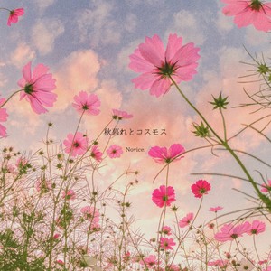 秋暮れとコスモス