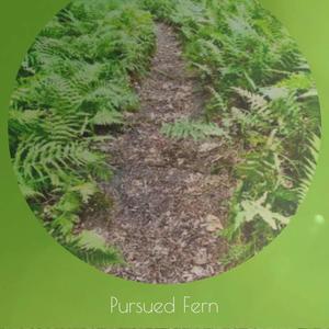 Pursued Fern