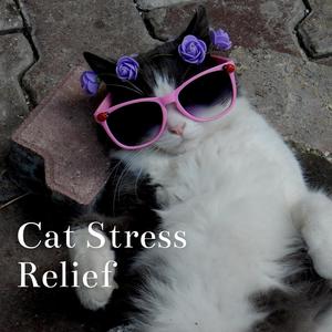 Cat Stress Relief (And Anxiety)