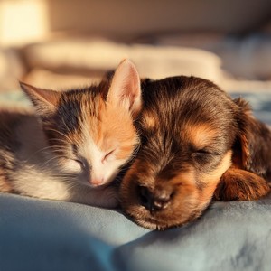 Comodidad Musical De Las Mascotas