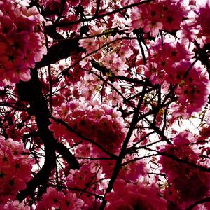 Jammin - walk the line (fast)