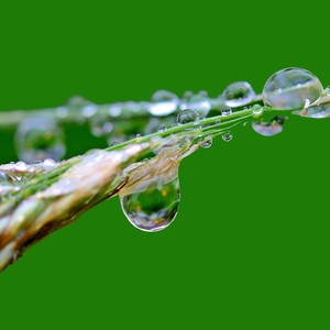 Gutter Rains
