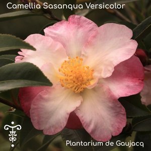 Camellia Sasanqua 'Versicolor'