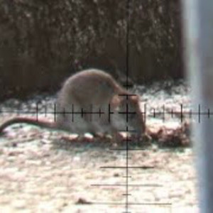 Ras3ro (R.I.P Pirlo) (Explicit)