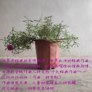 甘泉甜心 (百年世界至尊作曲，世界名曲，曲版权方：钟 奕勉，世界至尊钢琴曲，纯钢琴版)