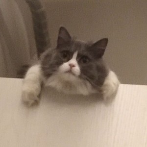 恋爱的犀牛 (Demo)