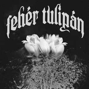 FEHÉR TULIPÁN