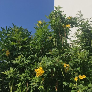 Решение (Explicit)