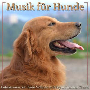 Musik Für Hunde: Entspannen Sie Ihren Welpen Mit Beruhigenden Tönen