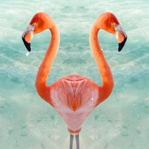 Flamingos