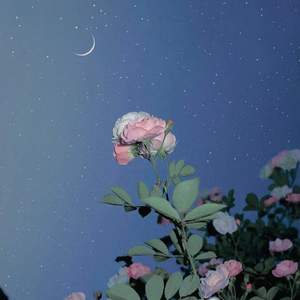 花开花落花无悔 (缘来缘去缘如水)
