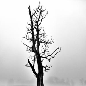 Beat Fosiles (Vivos y Enterrados)