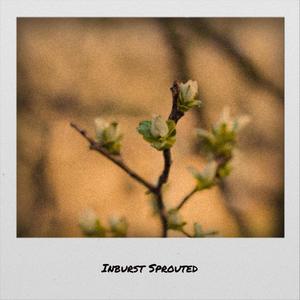 Inburst Sprouted