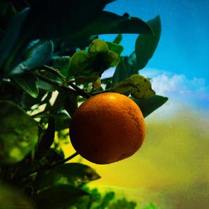 Peach Orchard (Explicit)
