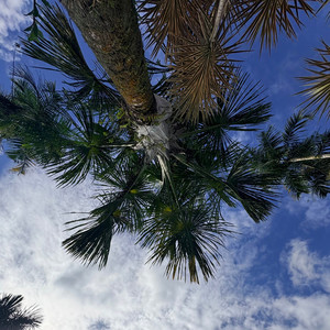 Mía Dolan (Explicit)