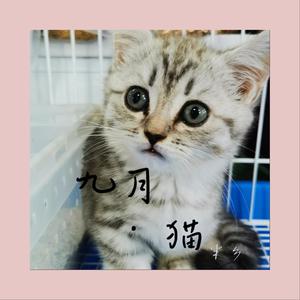 半乡 - 九月与猫