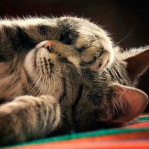 evil blunts (Explicit)