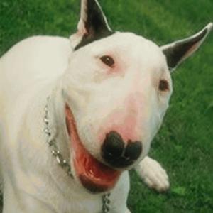 Terriers (8.29.20) (Explicit)