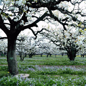 美了梨园醉了梨园 (汉语版)