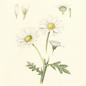 Online Songs (Sir Soylok)