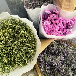 樱花吟 (十六步舞曲 女声版 流苏)