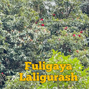 Fuligaya Laligurash
