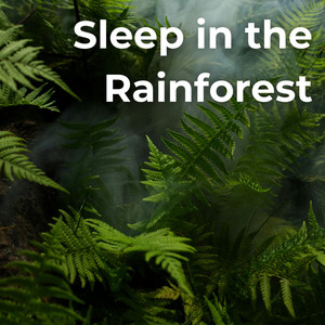 Sleep in the Rainforest